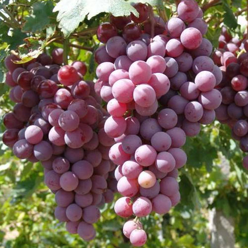 企业食堂如何选择一家靠谱的食材配送公司