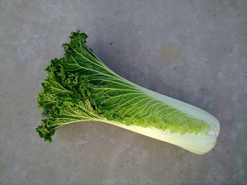 长白菜