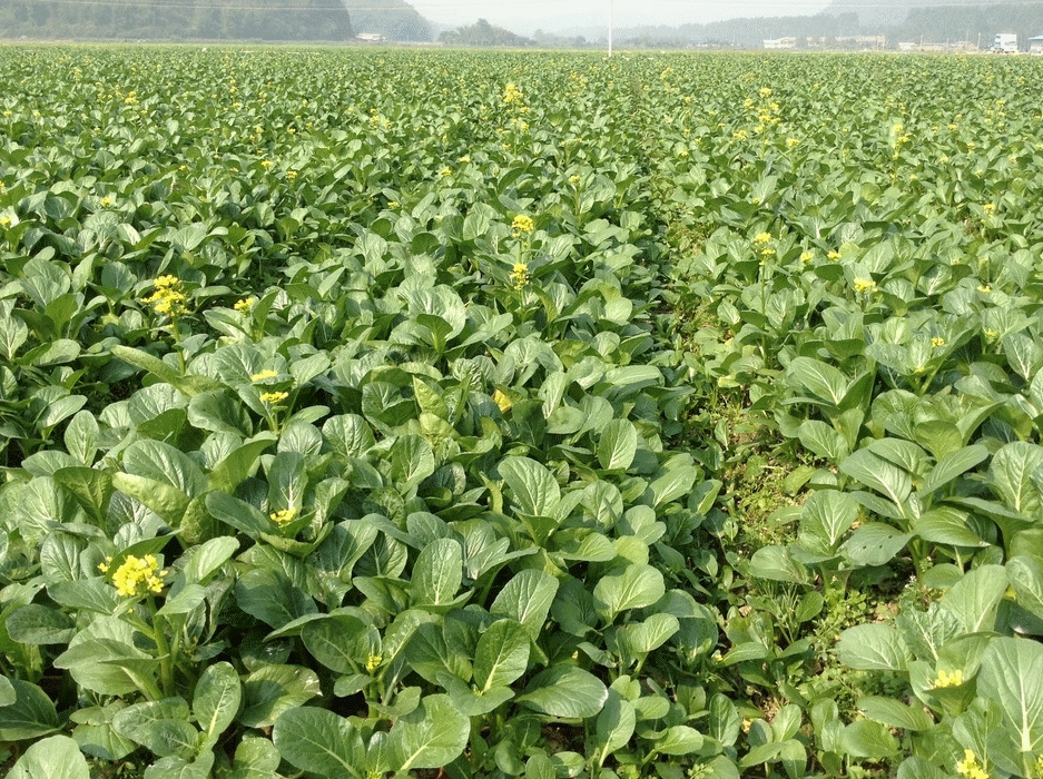 多基地合作经营